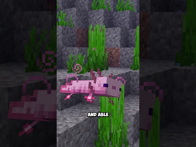 this axolotl isn't actually dead
