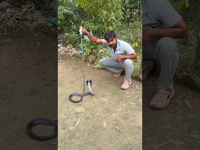 indian spectacle cobra 🐍