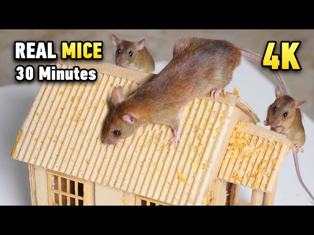 Cat TV for Cats to Watch 🐭 Real Mice in Tiny House | Squeaking Sounds