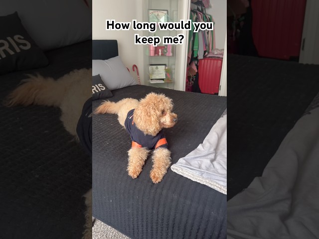 You have to keep Kodi Forever ❤️ #shorts #dog #puppy #cavapoopuppy