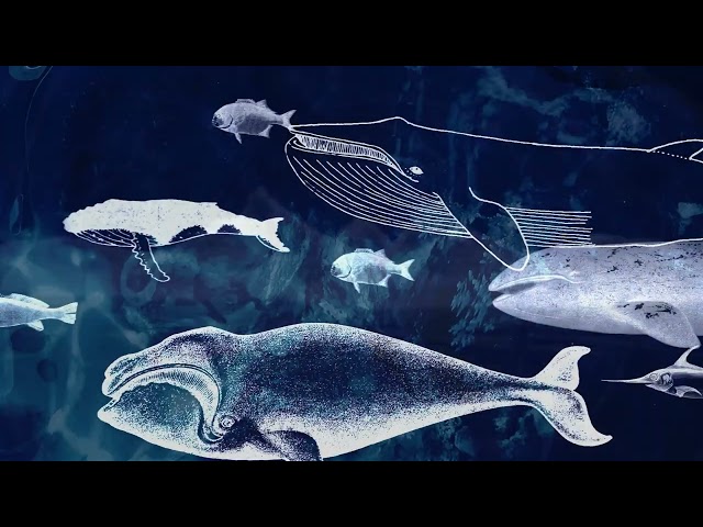 Sounds of the Antarctic