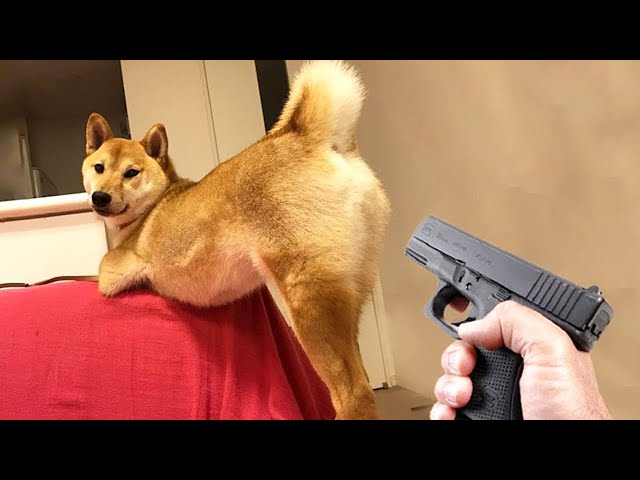 DOESN'T MATTER, SIZE IS ZERO 🤣🤣 Super Dogs And Cats Reaction Videos  #woamew