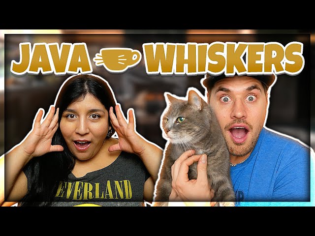 Besöker Java Whiskers - Sveriges första kattcafé
