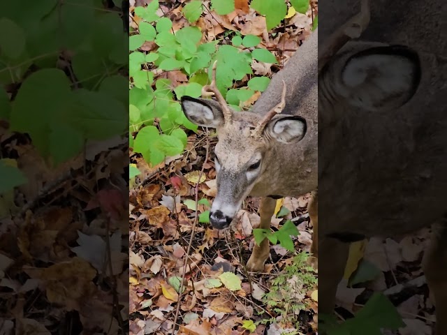 Small Whitetail buck #Whitetail #deer