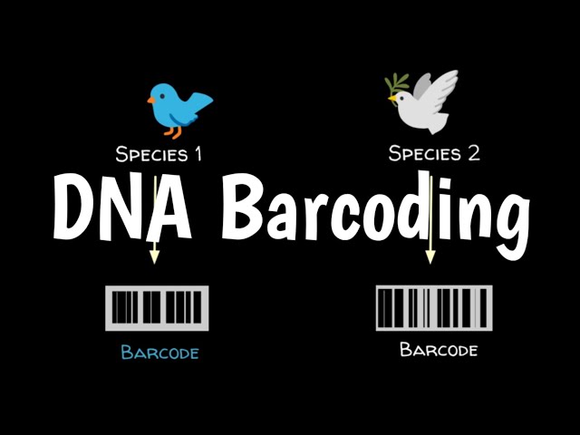 What Is DNA Barcoding | How DNA Barcoding Works |