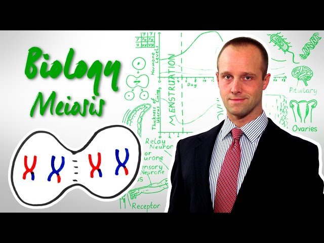 Meiosis - Biology - Science - Top Grade Top Up for GCSE and IGCSE