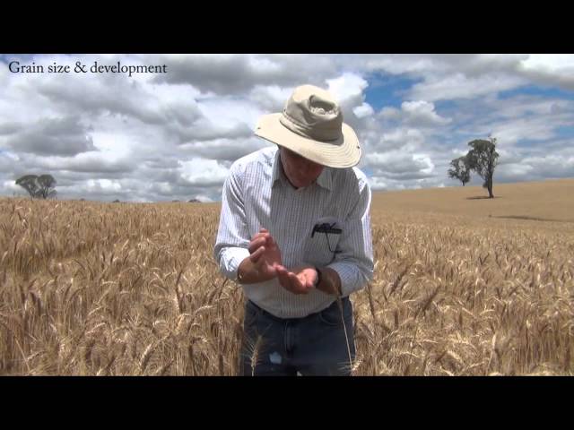 How to estimate wheat yields