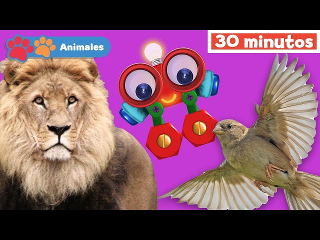 Mis Amigos Animales con Robi | Aprender animales | sonidos de animales | Mi Primera Universidad