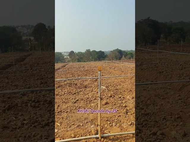 ಶುಂಠಿ ನಾಟಿಗೆ ಜಮೀನು ಸಿದ್ಧತೆ ಹೇಗಿರಬೇಕು? 🌱 | अदरक की बुवाई से पहले खेत की तैयारी कैसे करें? 🌱#farming