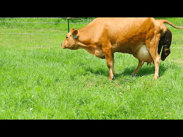 BABY CALF BEING BORN! Finally Caught on Camera
