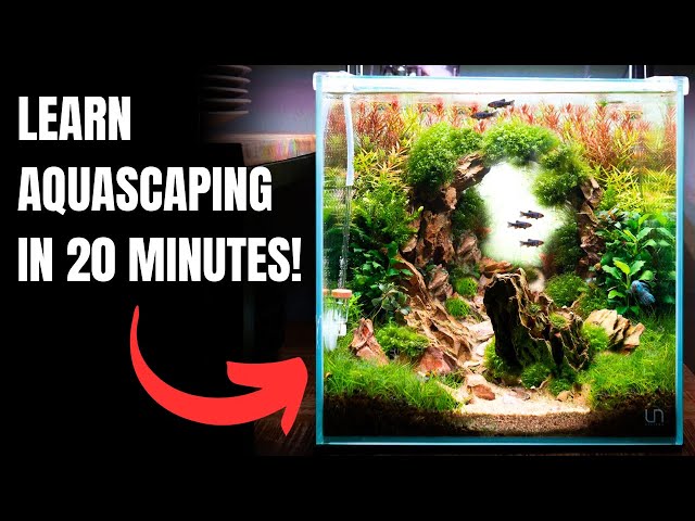 2026 Complete Aquascaping Beginners Guide - Learn ALL The Basics!