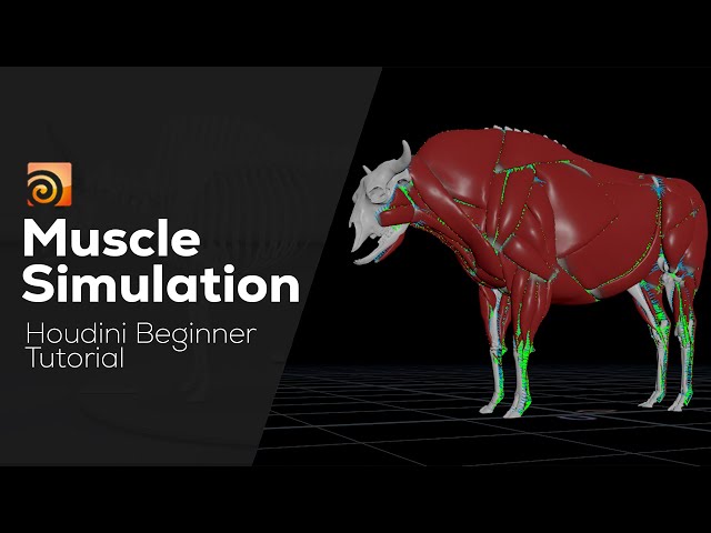 Muscle Simulation in Houdini | Houdini Tutorial