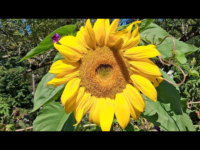 The Astrology of September 11, 2026: Where do we go from here?...