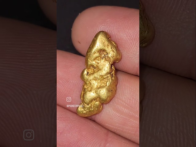 Which Gold Nugget Is Your Favorite?