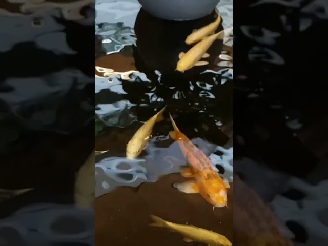 Something Like A Mama (What Fish Swimming Sound Like) #underworld
