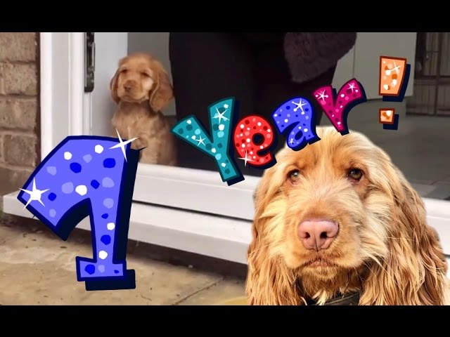A Whole Year In The Life Of A Cocker Spaniel Puppy Dog ** MUST WATCH **