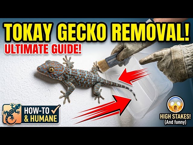 Gecko in the house