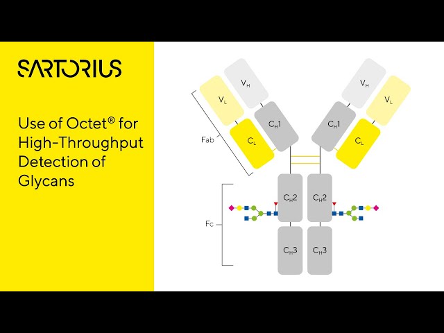 Novel High-Throughput Glycoanalytics for Biopharmaceuticals