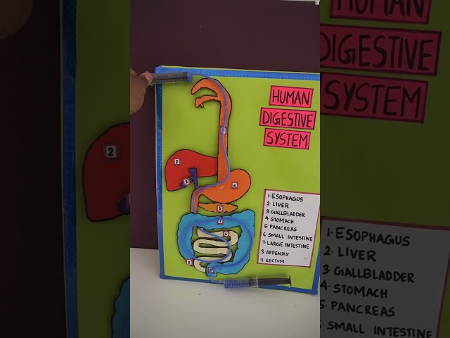 Make a 3D Human Digestive System Working Model fast ! Easy Working Model of Human Digestive System