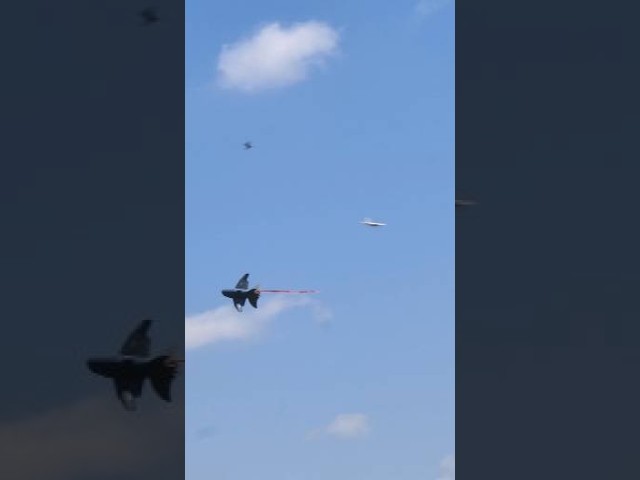 Flying Shark? Something Went Wrong! #shorts