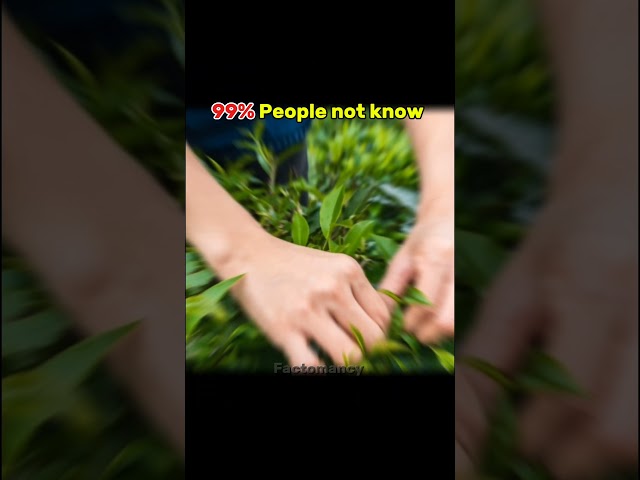 The world most expensive tea ☕ • #shorts, #youtubeshorts, #viral, #trending, #shortsfeed, #fyp #fact