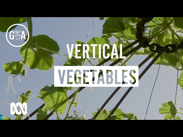 Vertical Vegetables | Growing Vegies | Gardening Australia