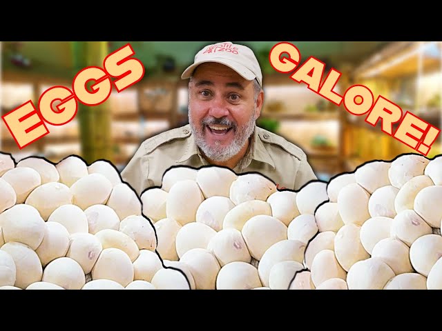Giant Snake Egg Hatching Compilation😳