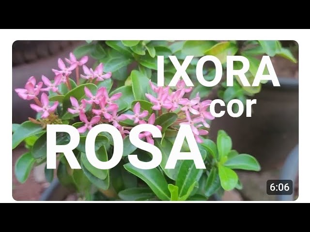 Pink Ixora in Paranaiguara, GO