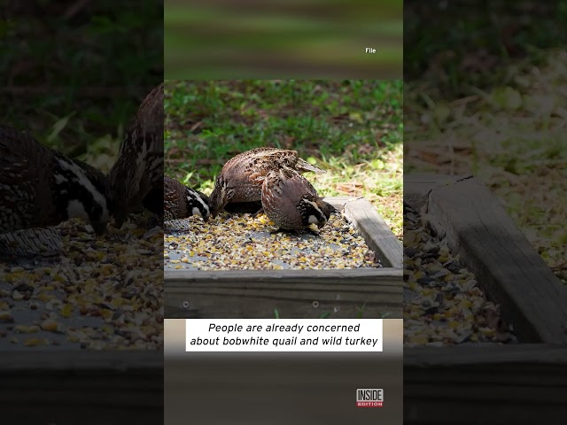 Invasive Tegu Lizards Are Decimating Georgia Wildlife #shorts