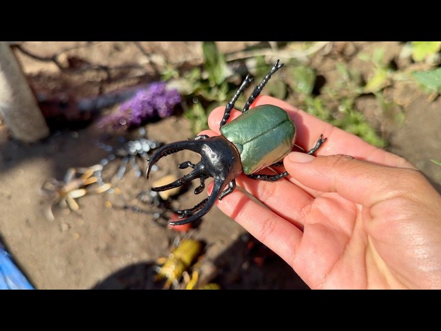 Finding Rare Beetles and Insects In Mud Hunt |  Learn Insect names @Toymany