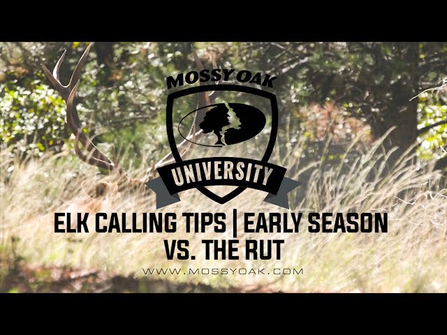 Calling Elk Early Season vs. The Rut