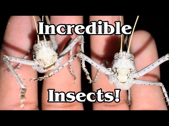 Wacky Bugs And Bonus Lizards! - Catching Bugs in the Southern California Desert