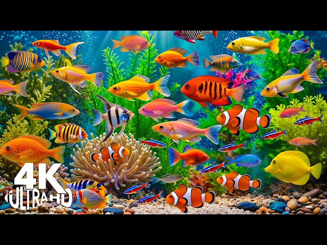 Stunning Aquarium 4K Ultra HD 🌊 Colorful Marine Animals & Breathtaking Underwater Beauty