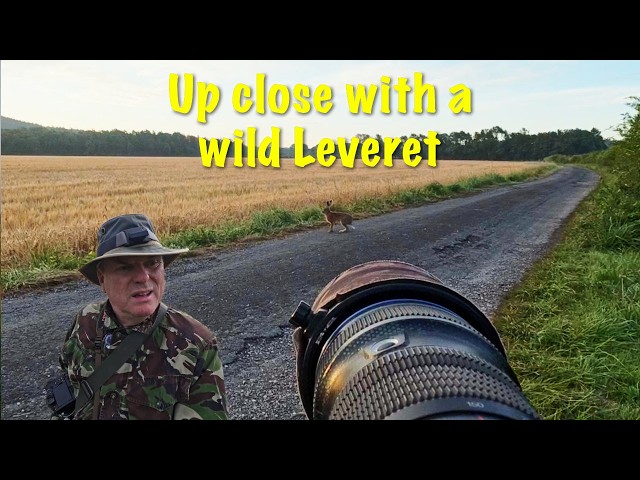 Face-to-Face with a Wild Leveret