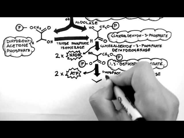 Cellular Respiration 2 - Glycolysis