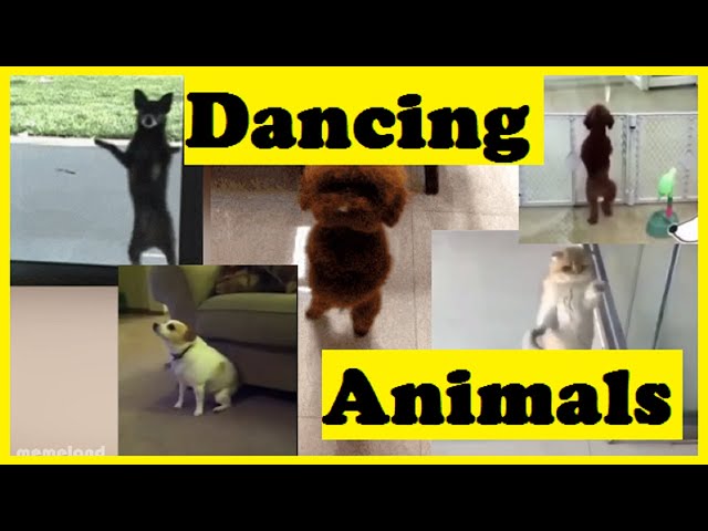 Funny Animals dancing to the beat | Compilation