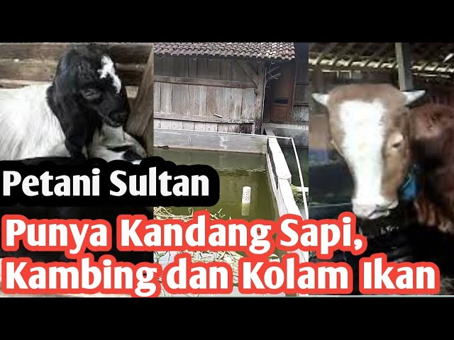 Petani Sultan Punya Kandang Sapi, kambing dan kolam ikan #petanisultan #Sultan #ternaksapisukses