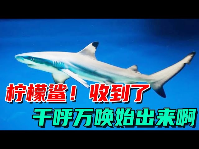 The new Lemon Shark is coming! Hurry up! I'm in a rush now! 【Der's pushy Wang Xiaoguai】