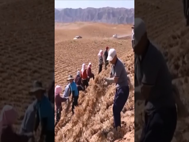 Taklamakan Desert TRANSFORMED Into Productive Land #deserttransformation
