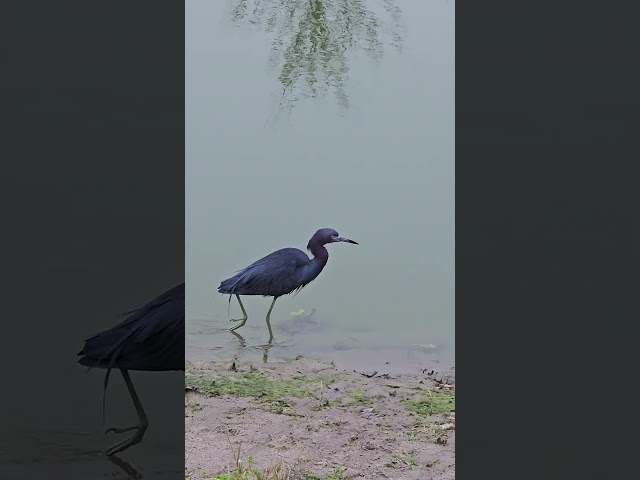 Little Blue Heron