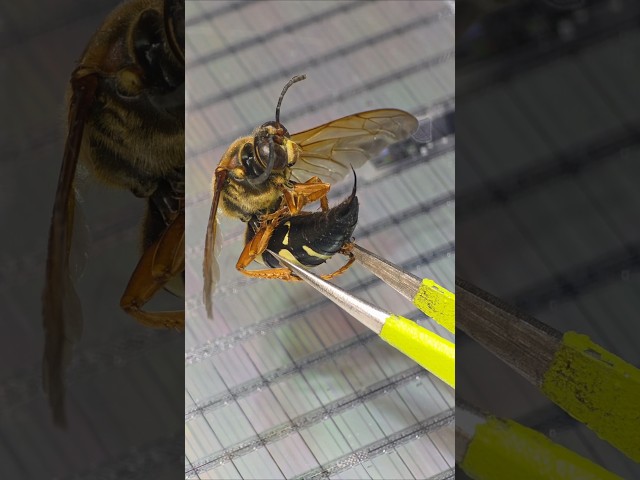 How small is a wasp's stinger compared to a microchip?