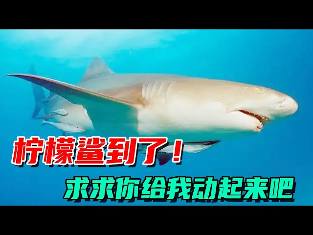 Bros! The Lemon Shark is here! It's really a family mobilization to move the elderly up!