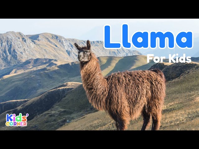 Llama for Kids | Facts About Llama | Learn About Llama | Animals For Kids