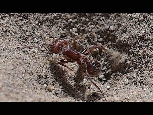 Red Harvester Ant falls into a Large Antlion Hole and Fights for Life (3840x2160 4k@60 fps)