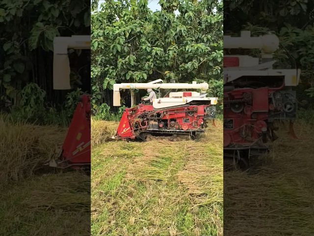 COMBINE HARVESTER WORLD eps 81 #kombisawah #combineharvester #automobile