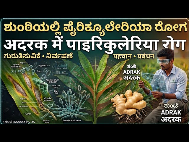 ಶುಂಠಿ ಬೆಳೆದಲ್ಲಿ ಪೈರಿಕುಲಾರಿಯಾ ಲೀಫ್ ಬ್ಲಾಸ್ಟ್ ,ರೋಗದ ಲಕ್ಷಣಗಳು,ಕಾರಣಗಳು ಮತ್ತು ಸಂಪೂರ್ಣ ನಿರ್ವಹಣೆ.Pyricularia