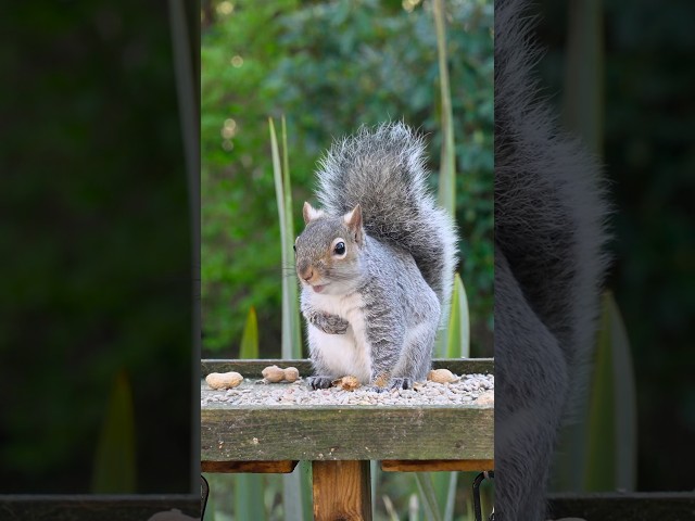 What does a squirrel sound like?