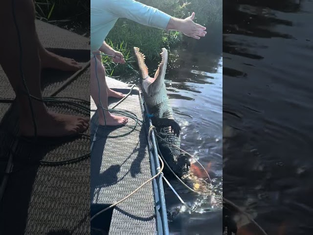 HUGE ALLIGATOR CAPTURED! 16/20 #viral #short #youtubeshorts #shorts #viralvideo #youtube #shortvideo