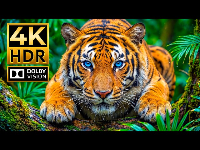 The Wonders of Animal World | Cinematic 4K HDR Nature Showcase (4K/8K TV)