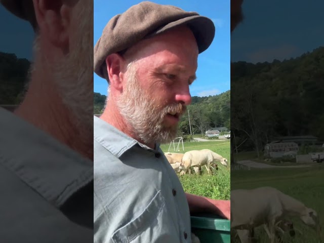 What to do with a sheep getting out